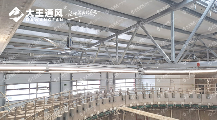 大王通風(fēng)助力俄羅斯牛場(chǎng)畜牧養(yǎng)殖