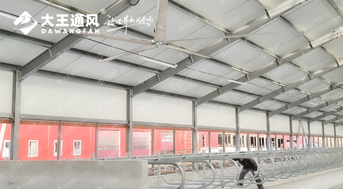 大王通風(fēng)助力俄羅斯牛場(chǎng)畜牧養(yǎng)殖